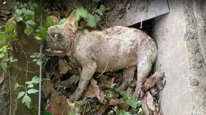 Read more about the article From Trash to Treasure: The Miracle Journey of Mami the French Bulldog