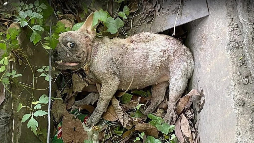 You are currently viewing From Trash to Treasure: The Miracle Journey of Mami the French Bulldog