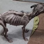 Chained and Forgotten, Now Free and Loved: Mila’s Remarkable Transformation