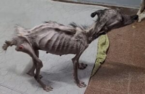 Read more about the article Chained and Forgotten, Now Free and Loved: Mila’s Remarkable Transformation