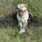 Plumbers Save Stranded Dog—A Simple Act of Kindness That Changed Everything