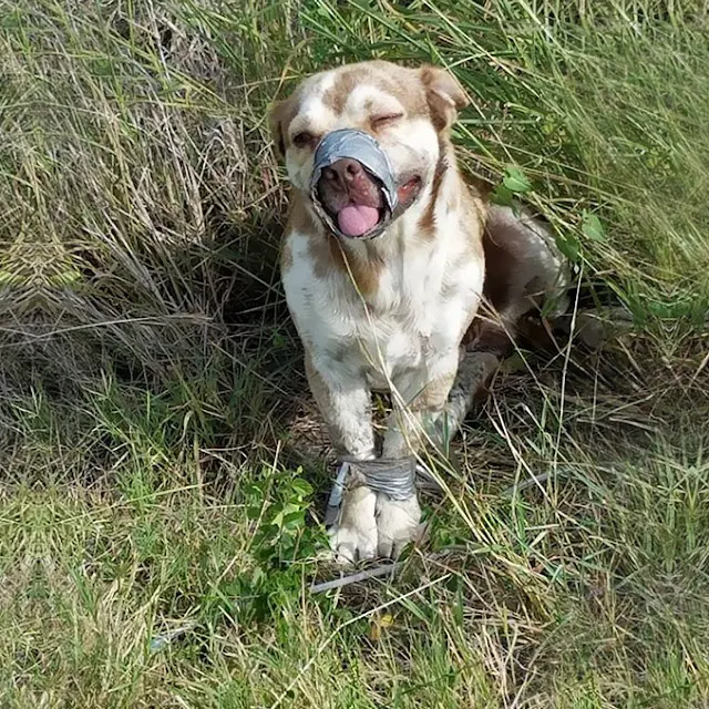 You are currently viewing Plumbers Save Stranded Dog—A Simple Act of Kindness That Changed Everything