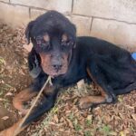 The Unbelievable Rescue and Recovery of Charlie, the Blind Dog Who Found Love Again