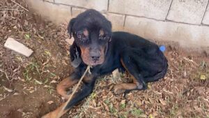 Read more about the article The Unbelievable Rescue and Recovery of Charlie, the Blind Dog Who Found Love Again