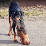 Avocado’s Second Chance: The Three-Legged Rottweiler Who Beat Cancer and Found Love Again