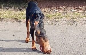 Read more about the article Avocado’s Second Chance: The Three-Legged Rottweiler Who Beat Cancer and Found Love Again