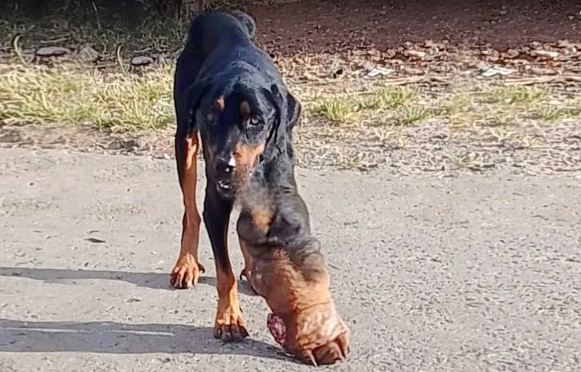 You are currently viewing Avocado’s Second Chance: The Three-Legged Rottweiler Who Beat Cancer and Found Love Again