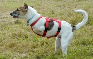 Read more about the article Ruben Can’t Walk Like Other Dogs… But That Didn’t Stop Him from Running Toward Love