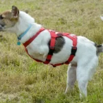Ruben Can’t Walk Like Other Dogs… But That Didn’t Stop Him from Running Toward Love