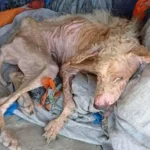 From Abandonment to Healing: Rudy’s Remarkable Journey from Neglect to Hope