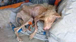 Read more about the article From Abandonment to Healing: Rudy’s Remarkable Journey from Neglect to Hope