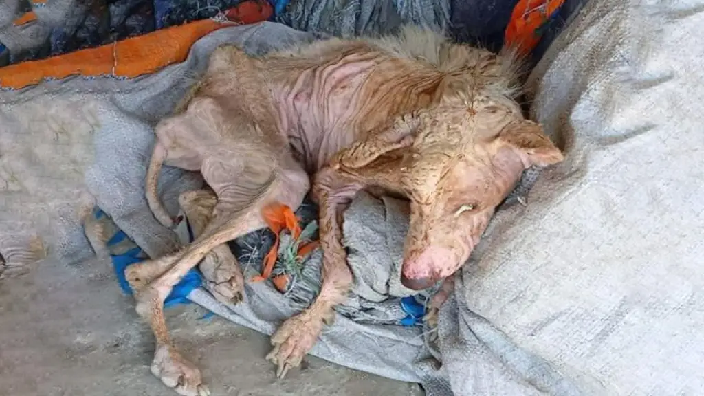 You are currently viewing From Abandonment to Healing: Rudy’s Remarkable Journey from Neglect to Hope