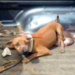 From Pain to Hope: A Stray Dog’s Journey After Tumor Removal and the Fight for a New Life