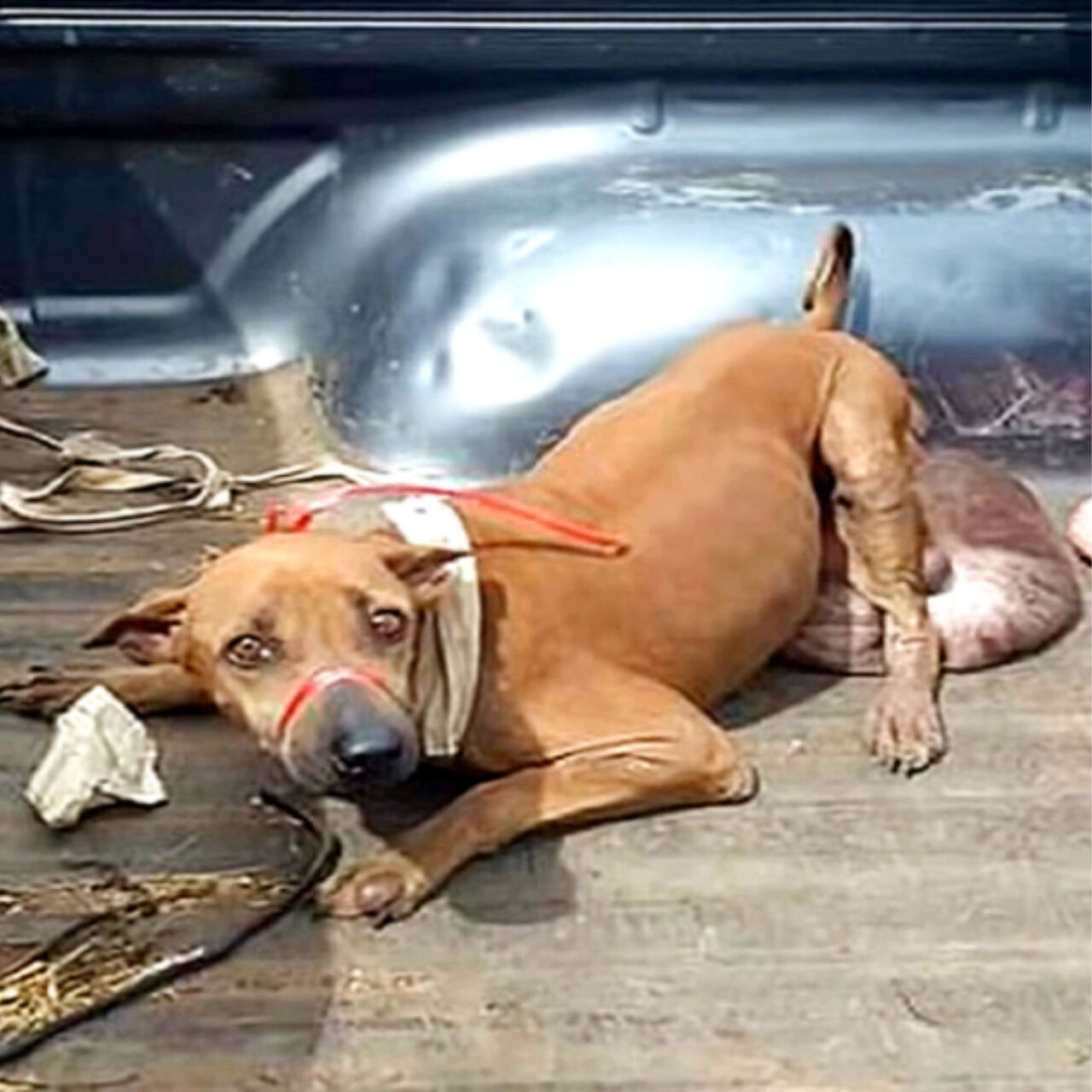 Read more about the article From Pain to Hope: A Stray Dog’s Journey After Tumor Removal and the Fight for a New Life