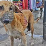From the Ashes: The Heartwarming Rescue of a Mother Dog Who Found Love Again