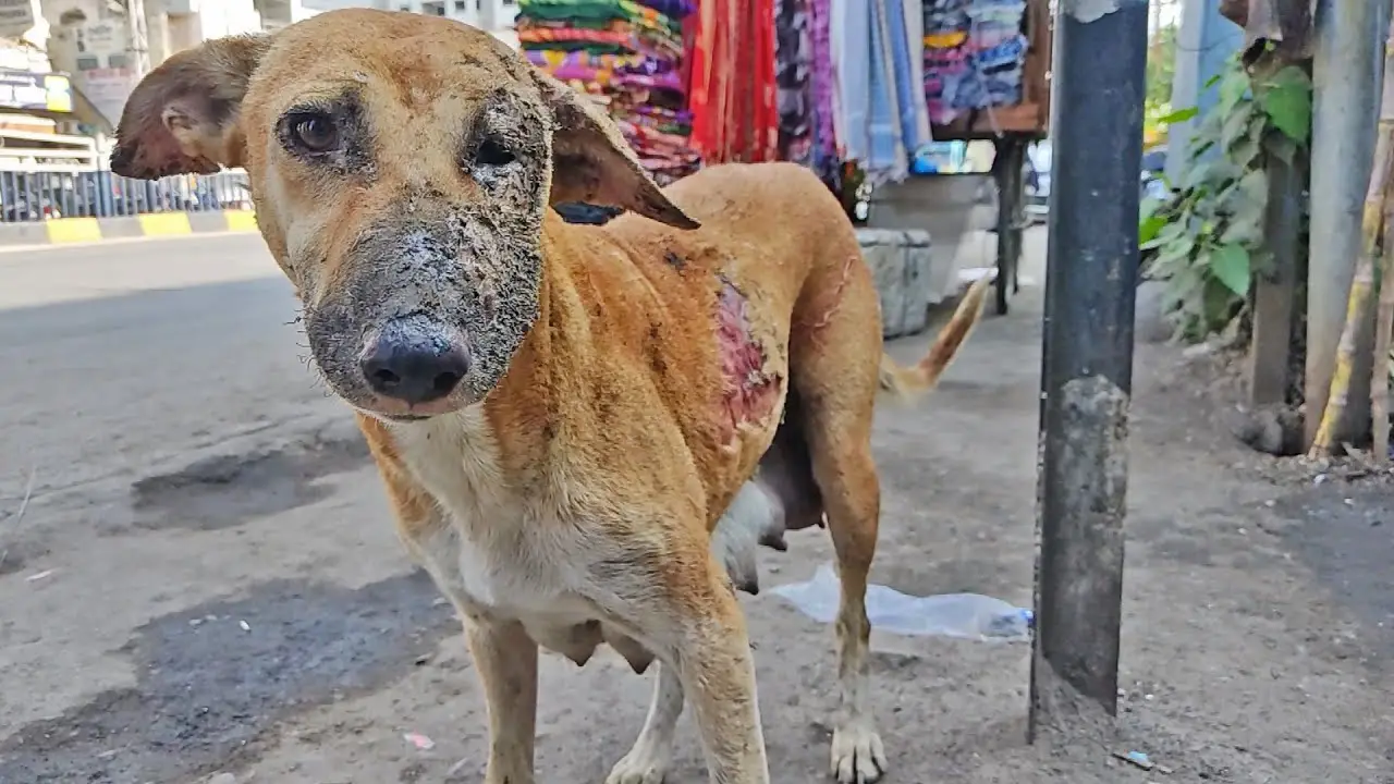 Read more about the article From the Ashes: The Heartwarming Rescue of a Mother Dog Who Found Love Again