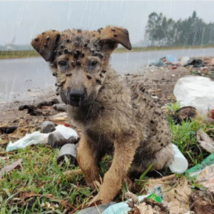 Read more about the article From Trash to Treasure: The Incredible Birthday Rescue of a Forgotten Dog