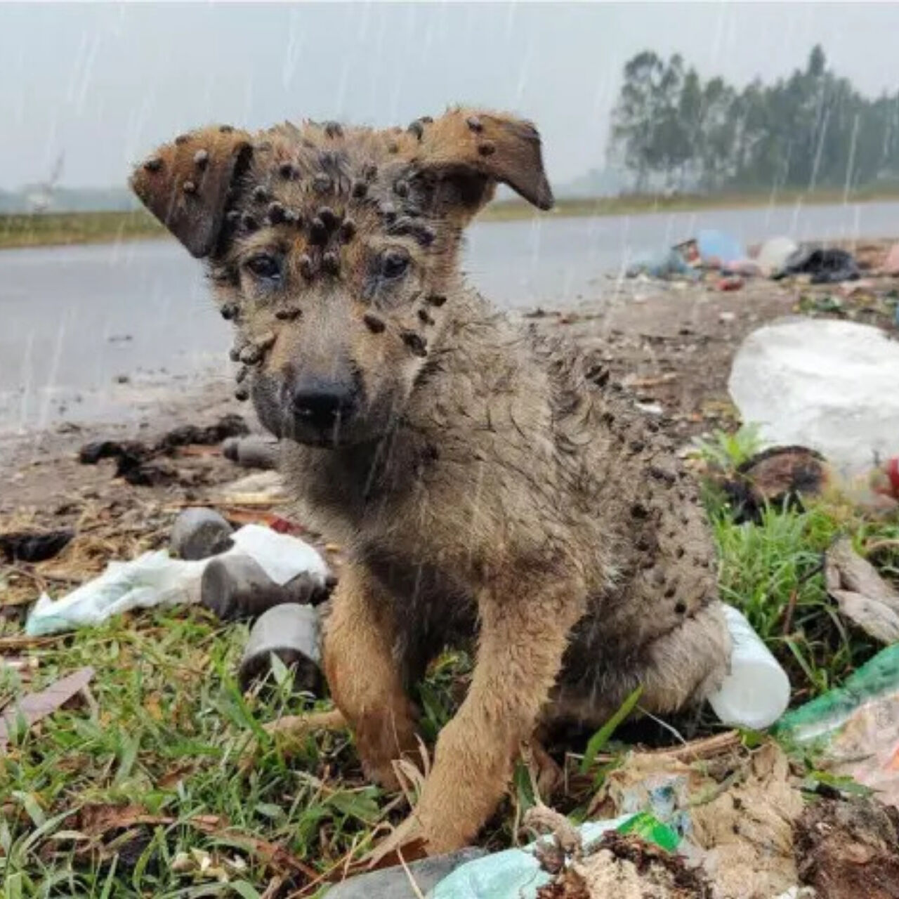 Read more about the article From Trash to Treasure: The Incredible Birthday Rescue of a Forgotten Dog