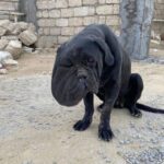 The Miraculous Rescue and Rebirth of Tori the Dog