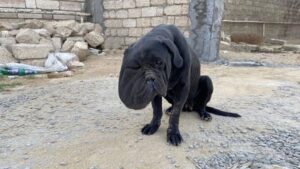 Read more about the article The Miraculous Rescue and Rebirth of Tori the Dog