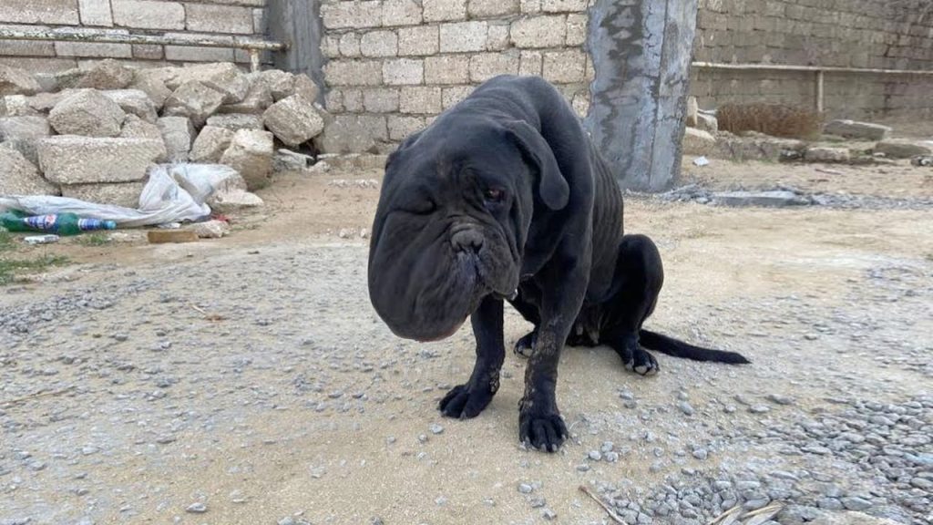 You are currently viewing The Miraculous Rescue and Rebirth of Tori the Dog