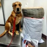 Wall-E’s Second Chance: The Shelter Dog Who Found His Forever Family After Heartbreak