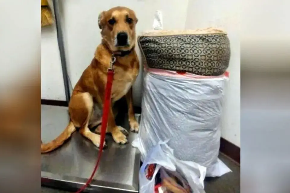 You are currently viewing Wall-E’s Second Chance: The Shelter Dog Who Found His Forever Family After Heartbreak