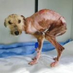 Ivy’s Cry for Help: The Starving Dog Who Waited Six Months for Love