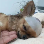 Beaten but Not Broken: The Unstoppable Spirit of Warrior the Dog