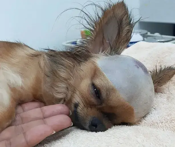 Read more about the article Beaten but Not Broken: The Unstoppable Spirit of Warrior the Dog