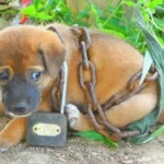 Chained and Forgotten: The Heartbreaking Story of a Puppy’s Cry for Freedom