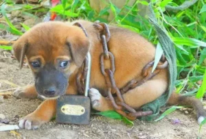 Read more about the article Chained and Forgotten: The Heartbreaking Story of a Puppy’s Cry for Freedom