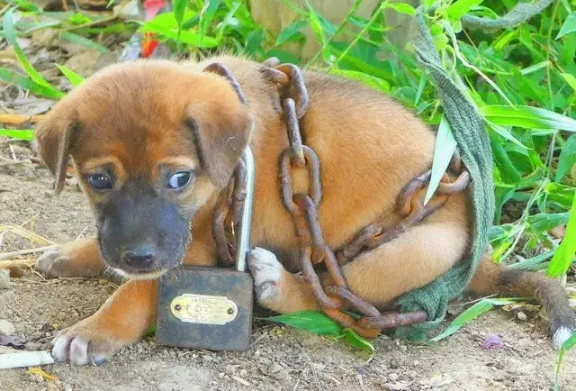 You are currently viewing Chained and Forgotten: The Heartbreaking Story of a Puppy’s Cry for Freedom