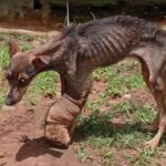 Three-Leg Hero: The Dog Who Waited for Love That Never Came