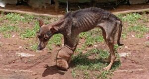 Read more about the article Three-Leg Hero: The Dog Who Waited for Love That Never Came