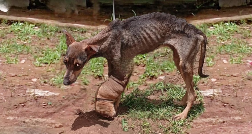 You are currently viewing Three-Leg Hero: The Dog Who Waited for Love That Never Came