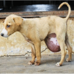 Tiny Street Puppy Rahi Found with Massive Hernia Gets a Life-Saving Second Chance