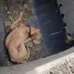 Buddy’s Second Chance: From the Storm Drain to a Birthday Full of Love