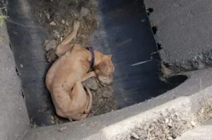 Read more about the article Buddy’s Second Chance: From the Storm Drain to a Birthday Full of Love