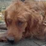 A Golden Retriever’s Journey From Cruelty to Compassion