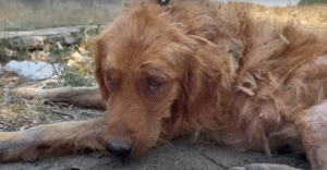 Read more about the article A Golden Retriever’s Journey From Cruelty to Compassion