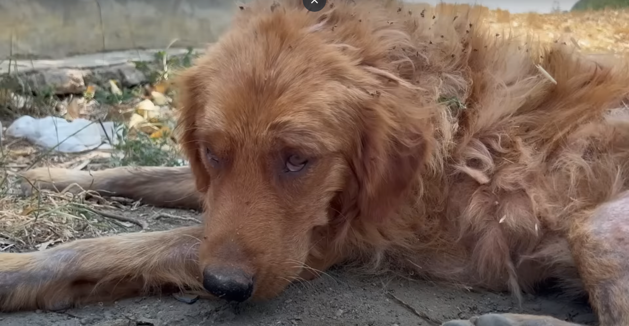 Read more about the article A Golden Retriever’s Journey From Cruelty to Compassion