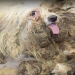 Max’s Journey: who was buried under years of fur