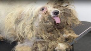 Read more about the article Max’s Journey: who was buried under years of fur