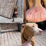 The Dog They Almost Didn’t See: A Rescue That Started With One Message