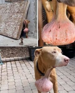 Read more about the article The Dog They Almost Didn’t See: A Rescue That Started With One Message