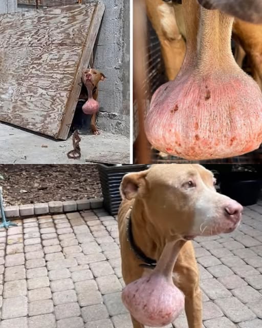 You are currently viewing The Dog They Almost Didn’t See: A Rescue That Started With One Message