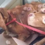 Boby’s Miracle: A Birthday That Nearly Never Happened