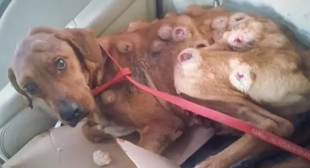 You are currently viewing Boby’s Miracle: A Birthday That Nearly Never Happened