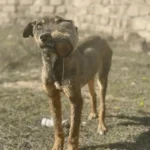 Brady’s Journey From Cruelty to Healing